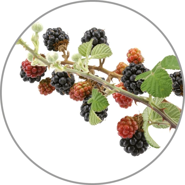 Tinh dầu hương các loại trái berry Medisana 60039 Aroma Wild Beeren VE 10 ( 10ml) | Phương mart